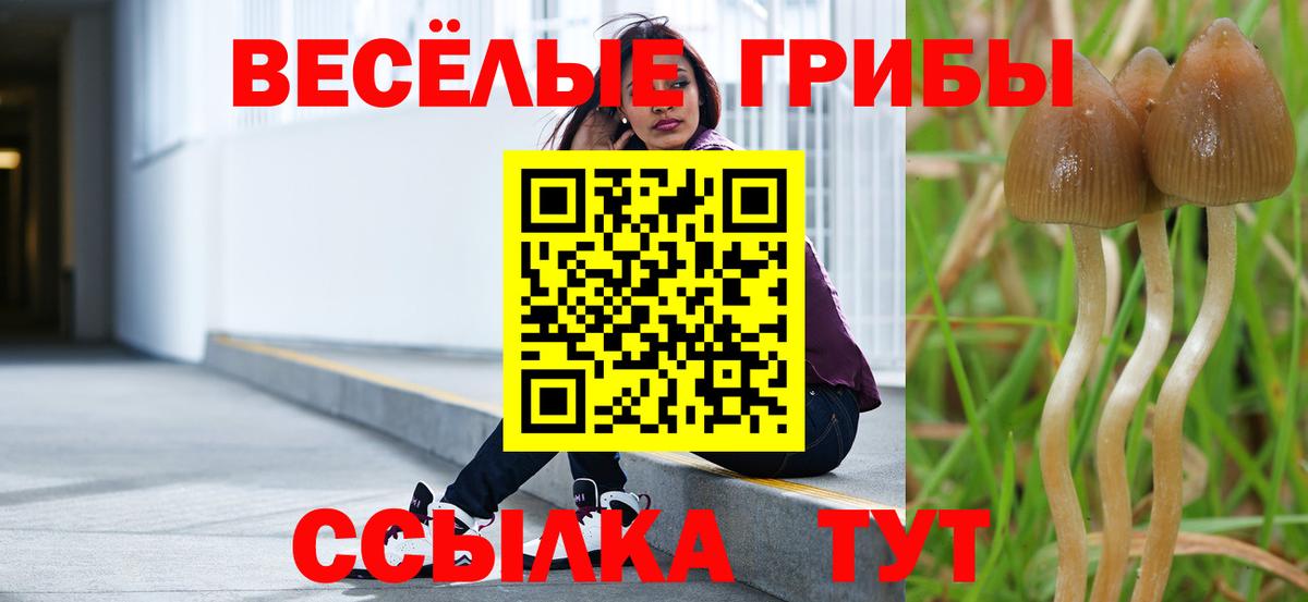 Кингисепп  Галлюциногенные грибы GOLDEN TEACHER  Вход с VPN  Псилоцибиновые грибы MAGIC MUSHROOMS 